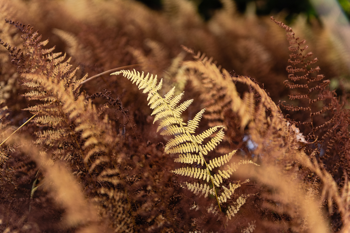  Vermont foliage, 2016. 