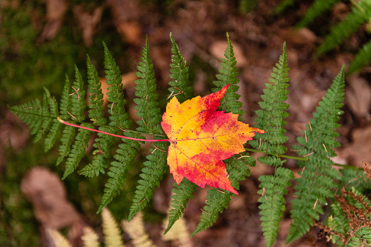  Vermont foliage, 2016. 