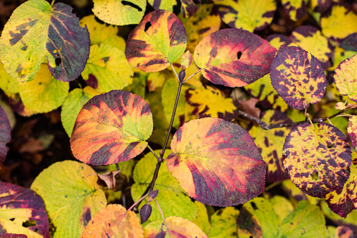  Vermont foliage, 2016. 