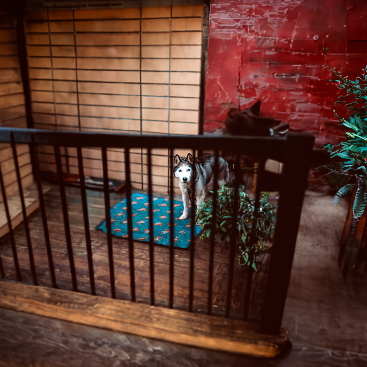  Husky (Uncropped AI), 2003, 2023 