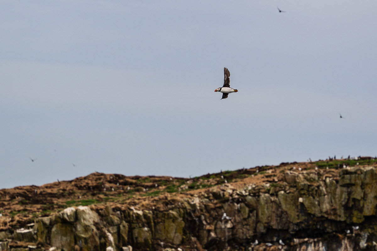  Elliston, Newfoundland, 2024. 