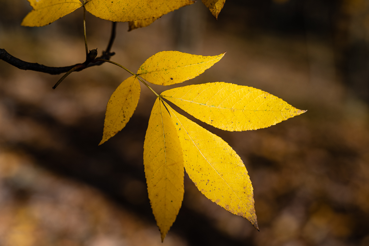 Harriman State Park, NY, 2020 