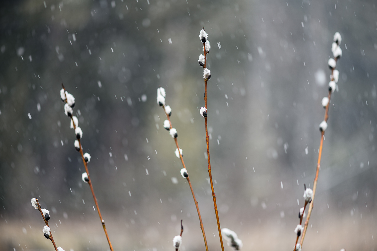  Canoe Meadows Wildlife Sanctuary, Pittsfield, MA, 2018. 