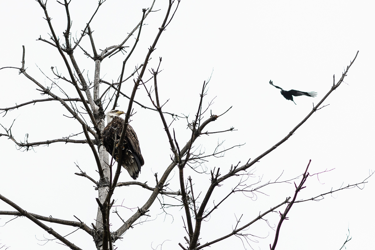  Canoe Meadows Wildlife Sanctuary, Pittsfield, MA, 2018. 