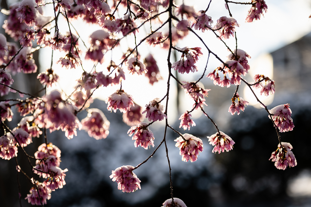  Washington, DC, 2020. 