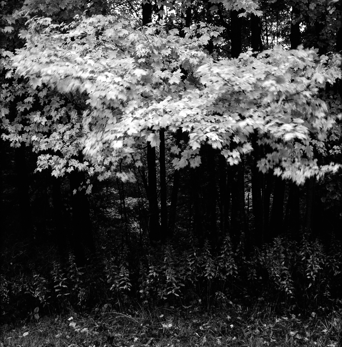  Southfield, MA, 1995. 