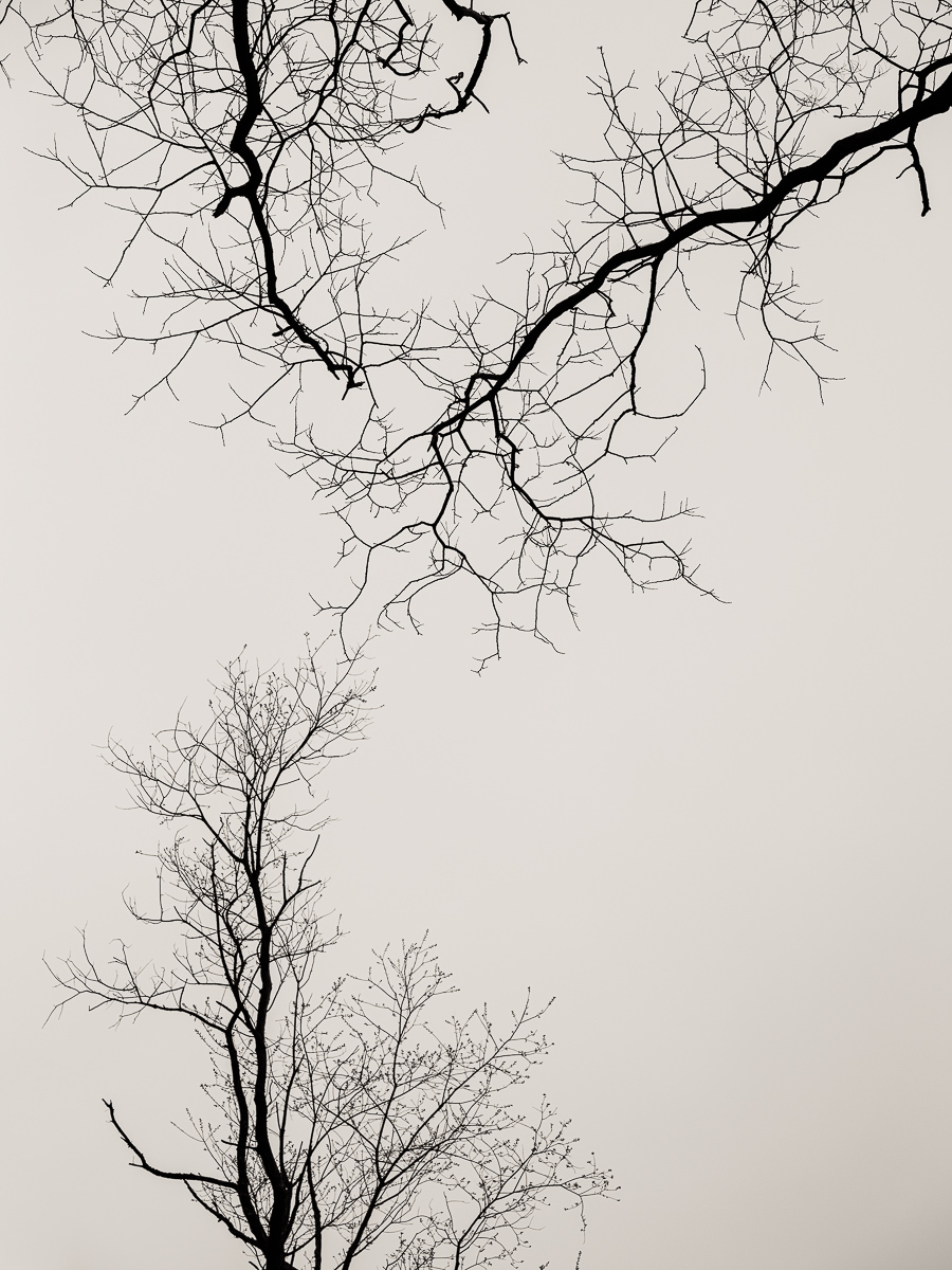  Prospect Park, 2021. 