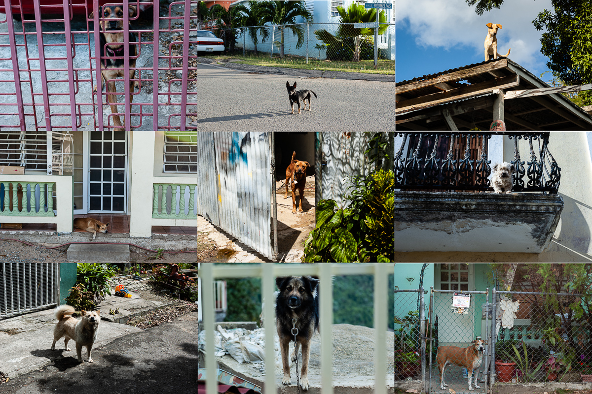  Dogs of Puerto Rico, 2005. 