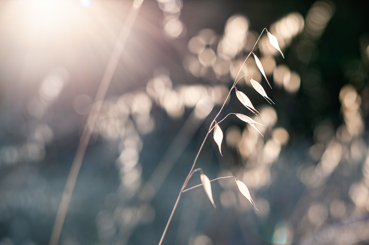  Pescadero, California, 2010. 