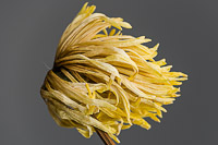  Chrysanthemum, 2020 