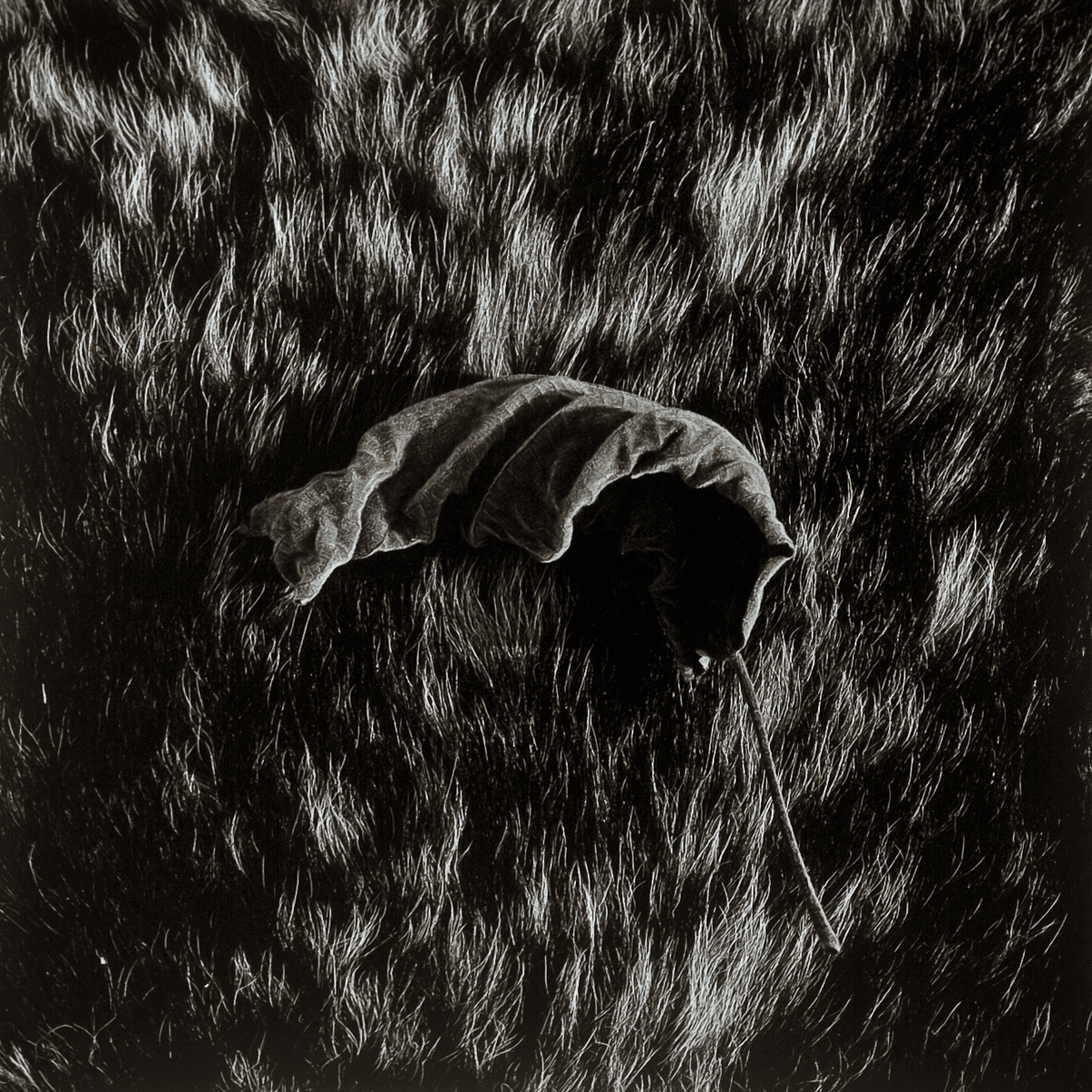  VH series individual prints 