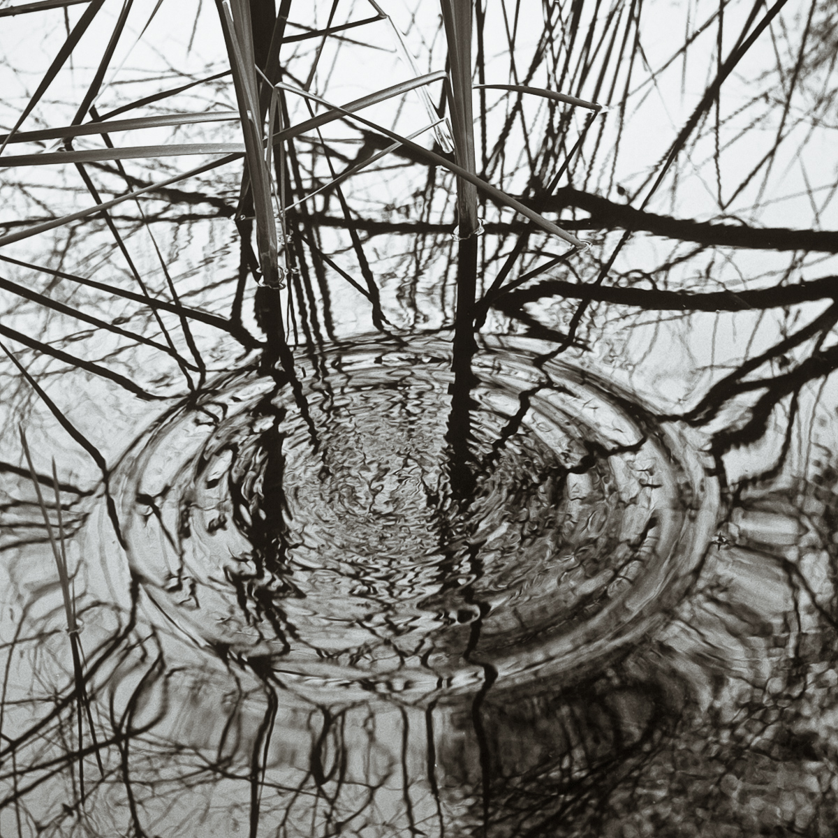  VH series individual prints 