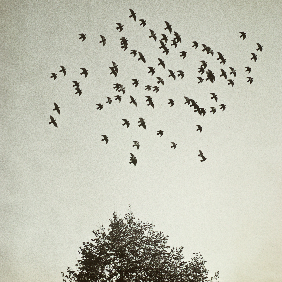  VH series individual prints 