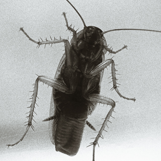  VH series individual prints 