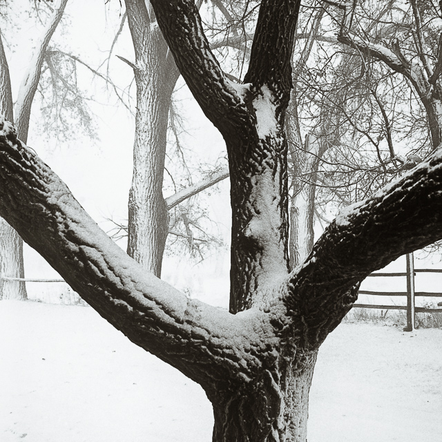  VH series individual prints 